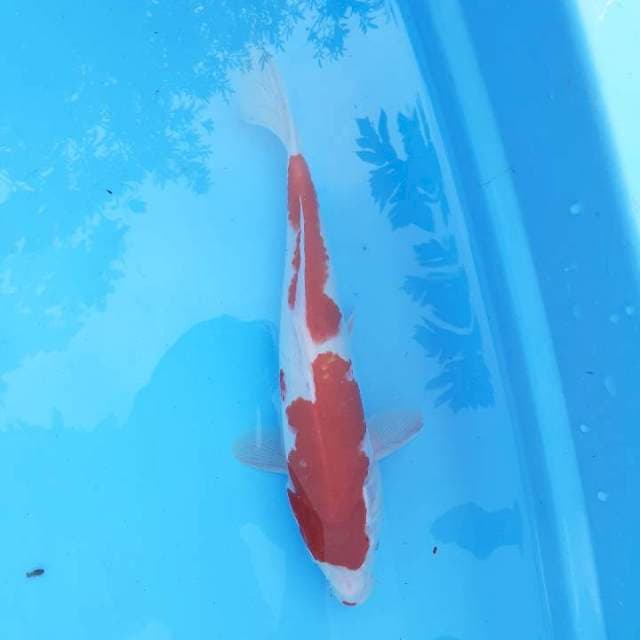Kohaku