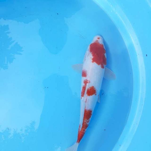 Kohaku