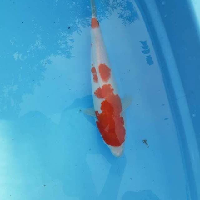 Kohaku