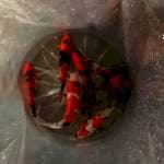 Merah stong