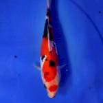 Sanke doitsu ori 22 cm