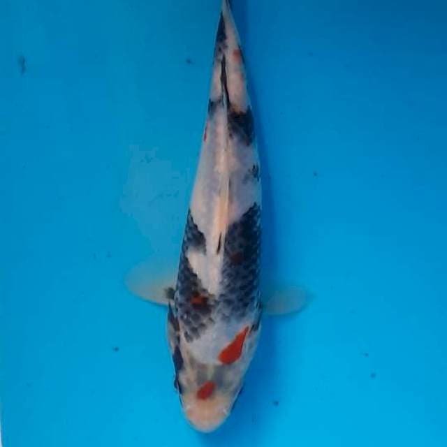 Tategoi showa 18cm 