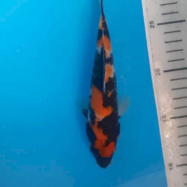 Showa 18cm 
