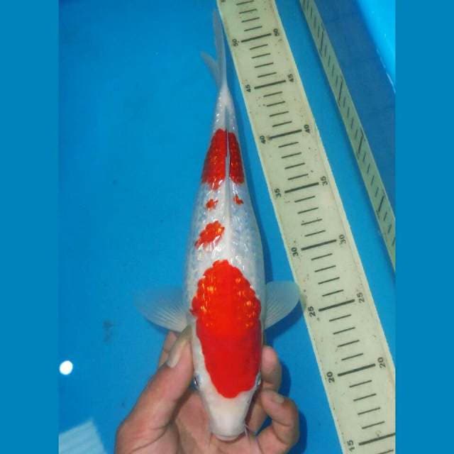 KINGINRIN KOHAKU BLINK BLINK