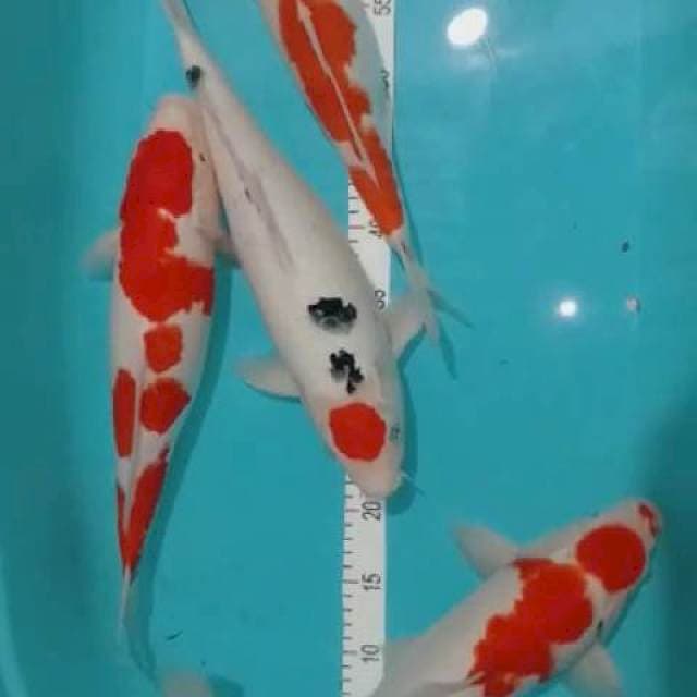 Kohaku sanke 40-41 cm