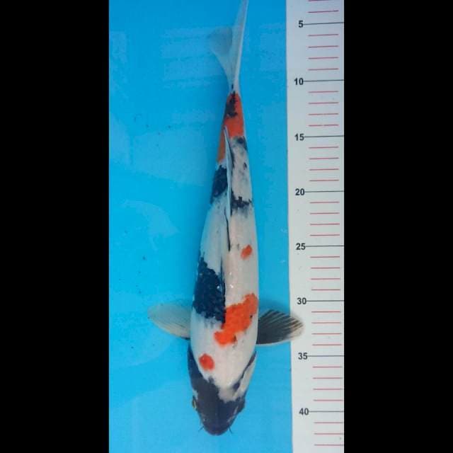 Showa male 37cm