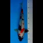 Showa male 37cm