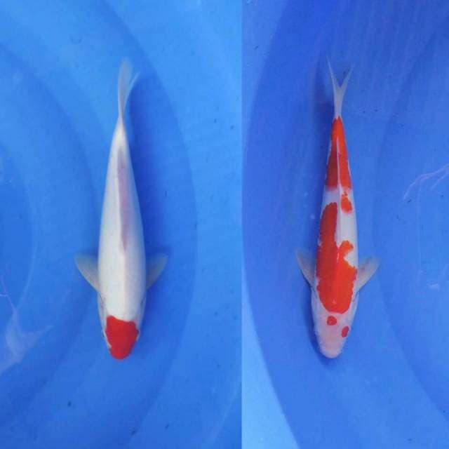 TANCHO KOHAKU MIX