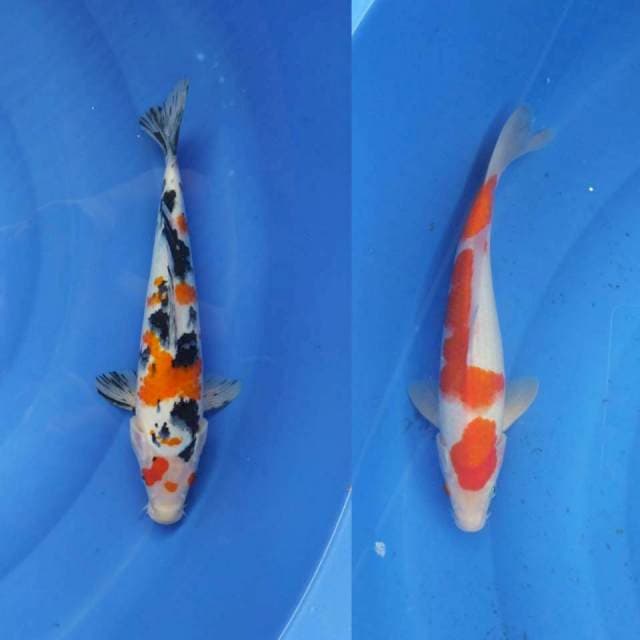 SANKE KOHAKU MIX