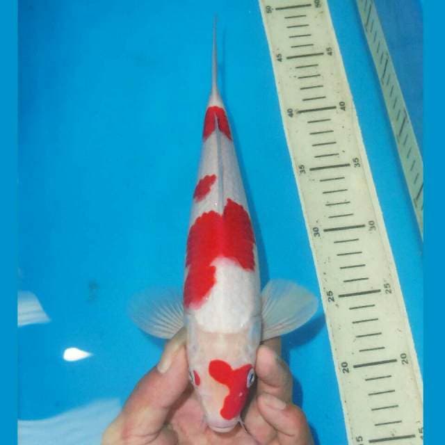 TOTOL TOTOL KOHAKU