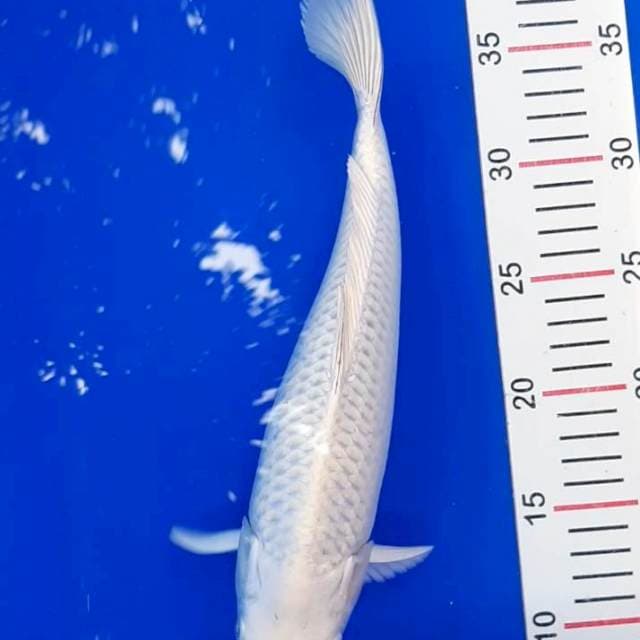 SQ matsuba 30 cm