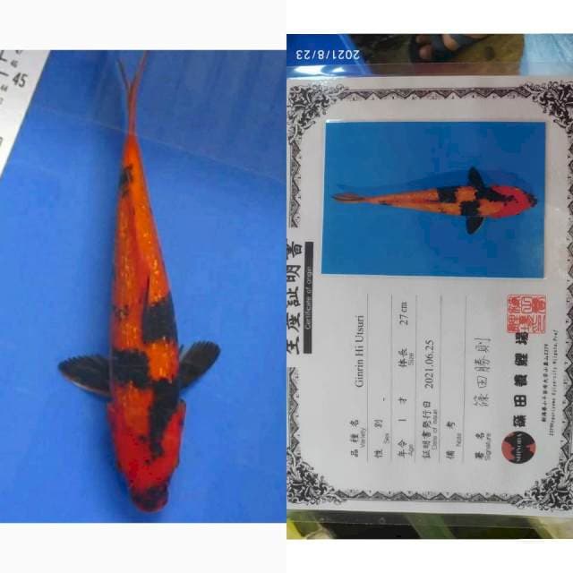 Ginrin Hi Utsuri 30cm Import Shinoda strong
