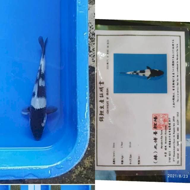 Shiro Utsuri 20cm Import Maruhiro