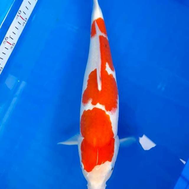 Kohaku