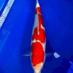 Kohaku 