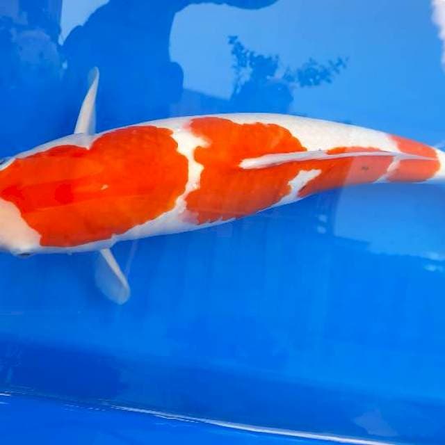 Kohaku