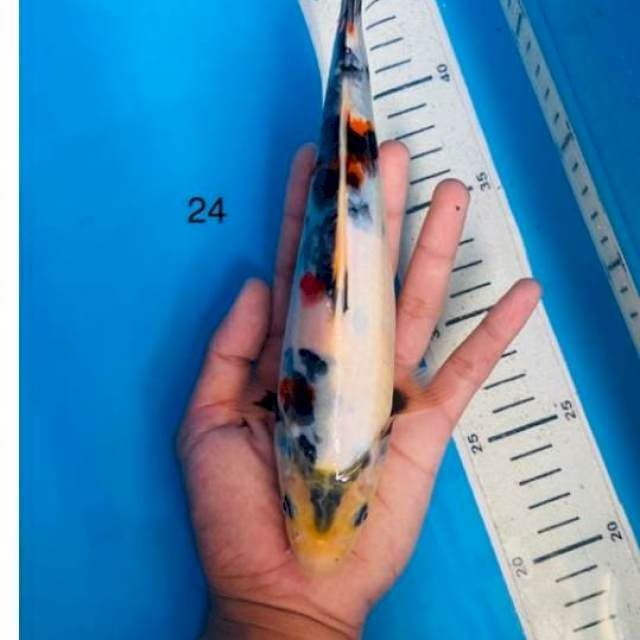 Kindai showa 24cm 