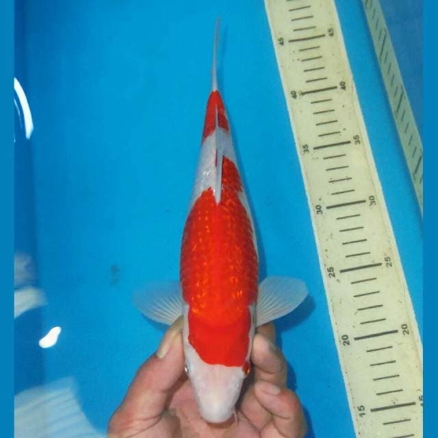 KINGINRIN KOHAKU NIDAN