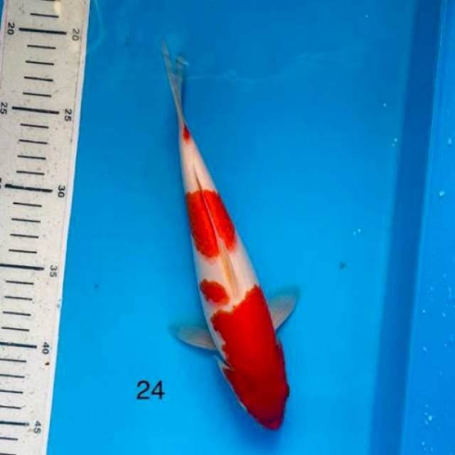 Kuhaku 24cm 