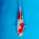Ikan koi goshiki 30bu