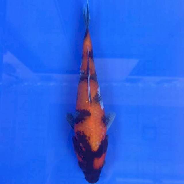 Showa 26cm