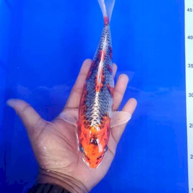 Kujaku 27cm