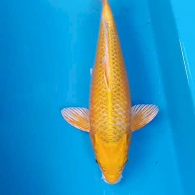 Ogon 28cm Male