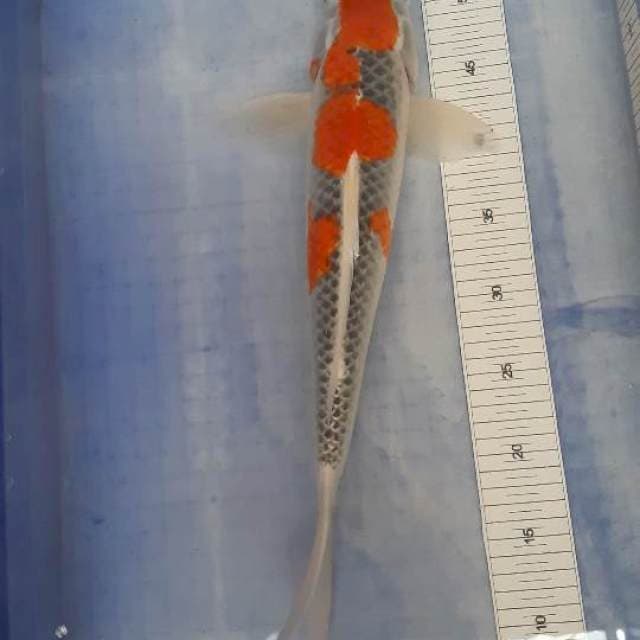 goshiki male 44