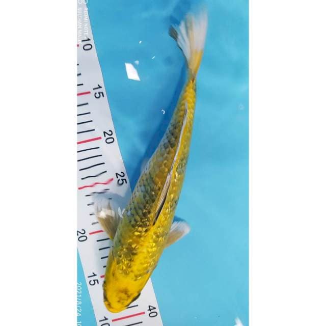 Kin showa 32 cm