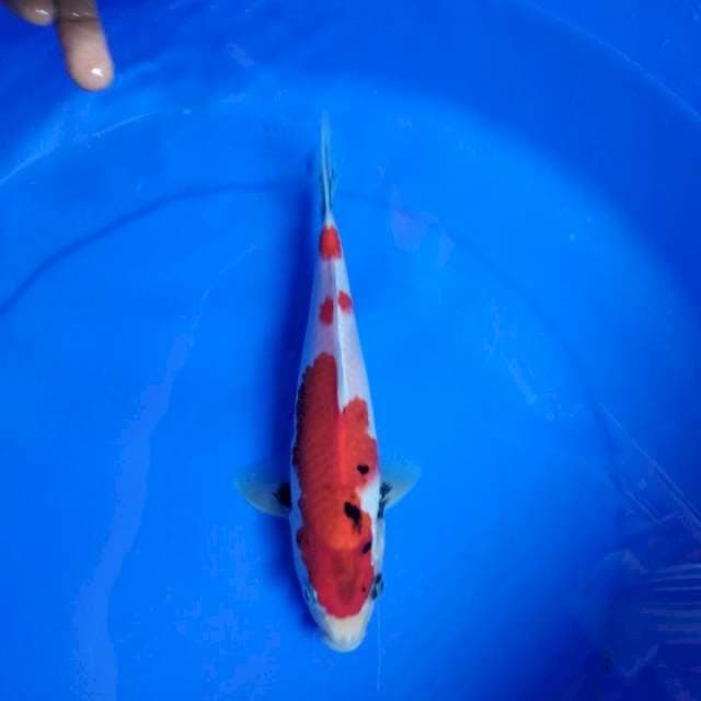 Showa tategoi 24cm