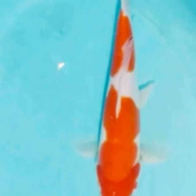 Kohaku doit murni