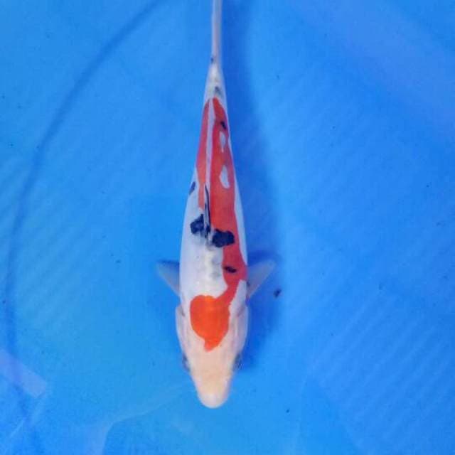 Sanke 21 cm