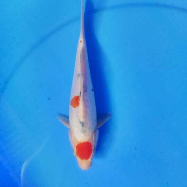 Sanke 22 cm