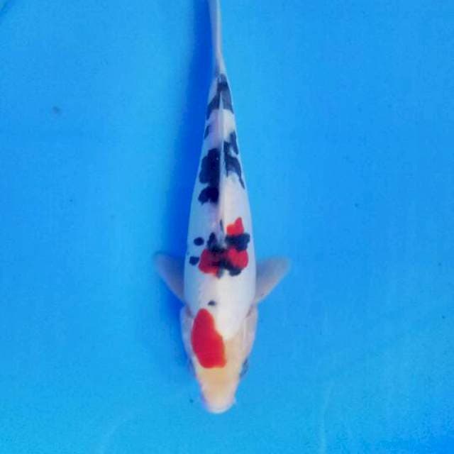 Tancho sanke doit 21 cm