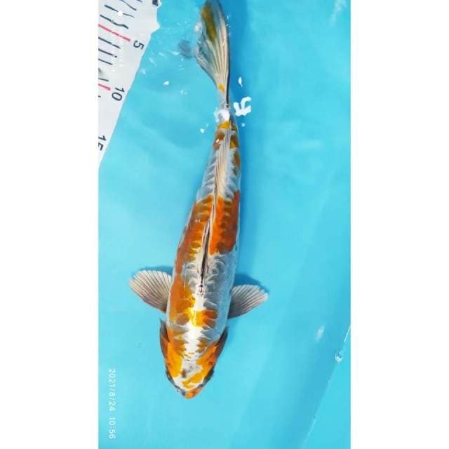 Kikokuryu 37 cm