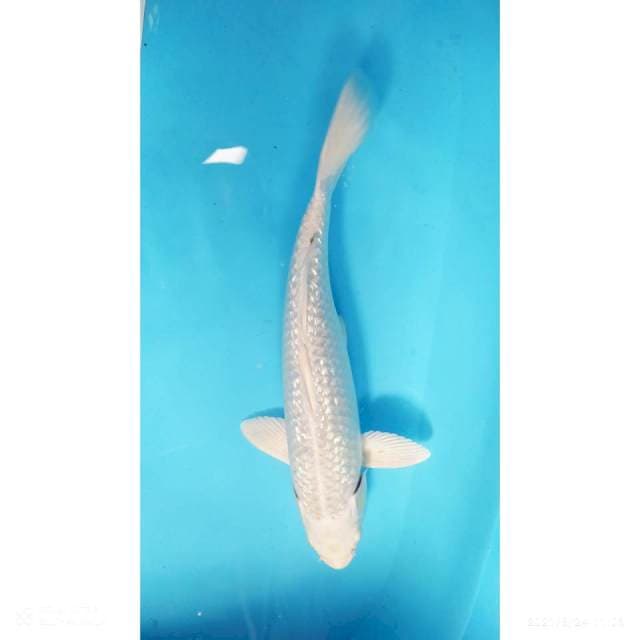 Platinum 33 cm