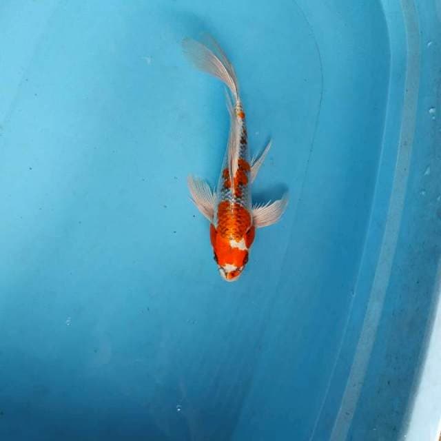 Kumpay kujaku 30cm
