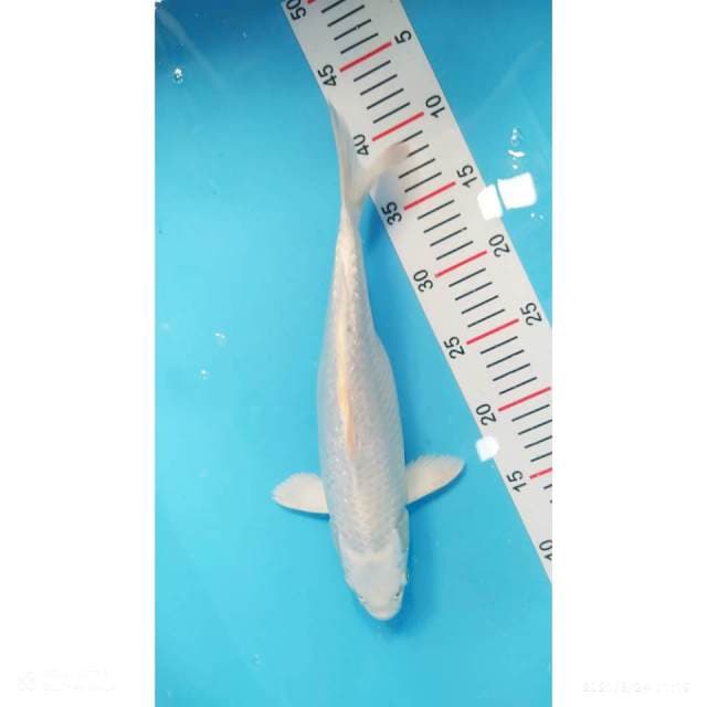 Platinum ginrin 34 cm