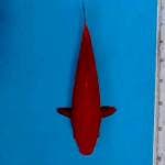 32cm Super red benigoi doitsu merah darah