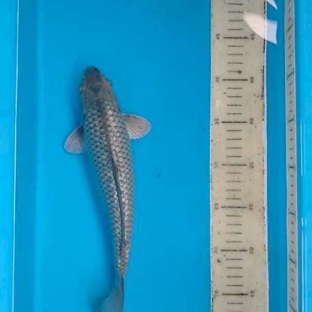 Badak Air Ginrin 30 cm