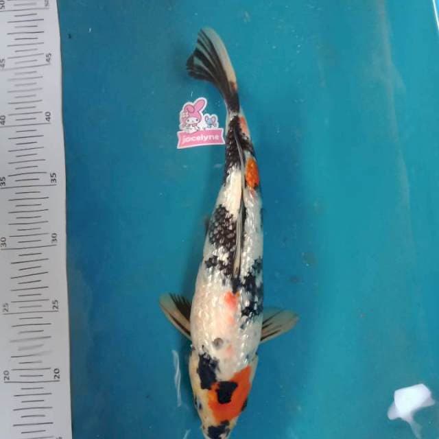 Ginrin 28cm
