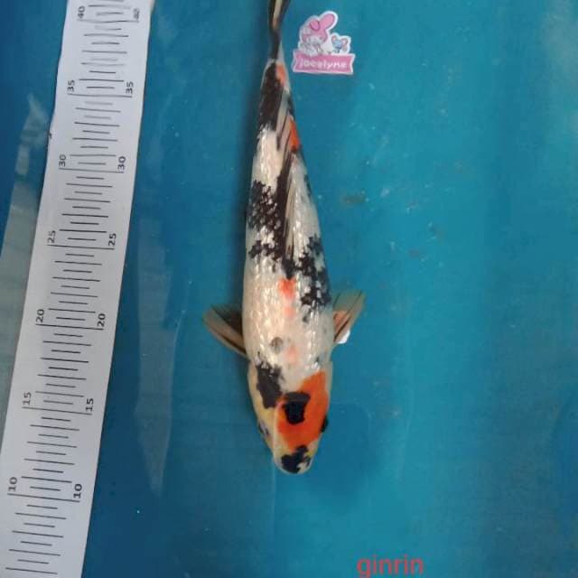 Ginrin 28cm