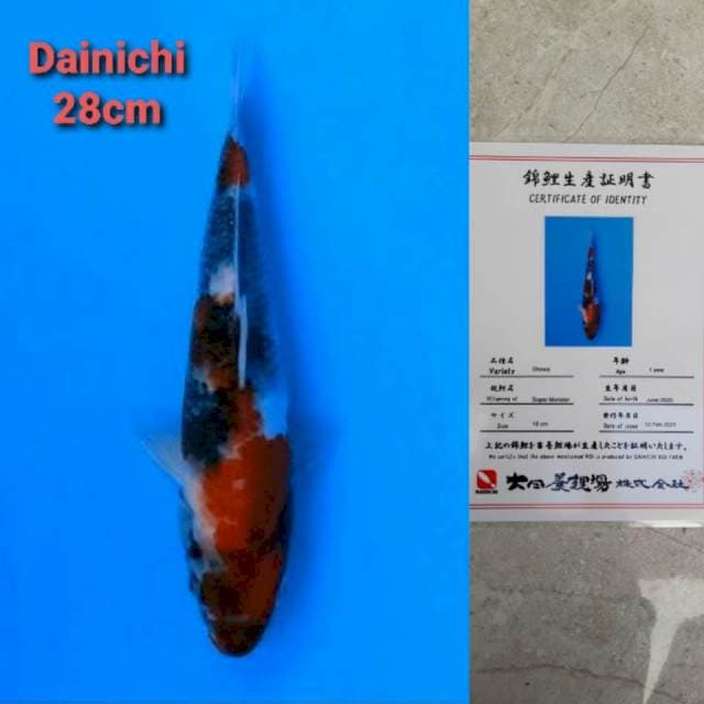 Dainichi Showa SuperMonster Certi