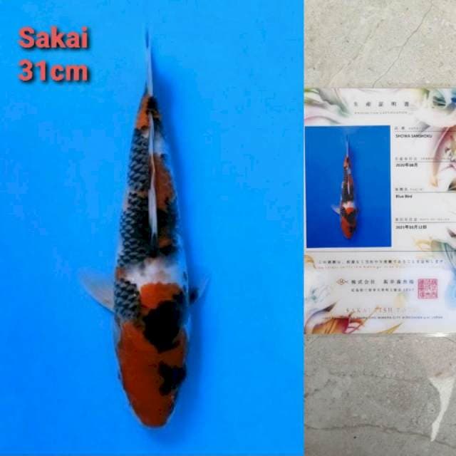 Sakai Showa BlueBird Certi