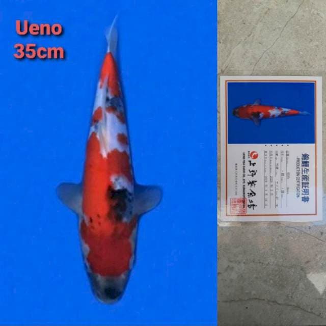 Ueno Showa Certi