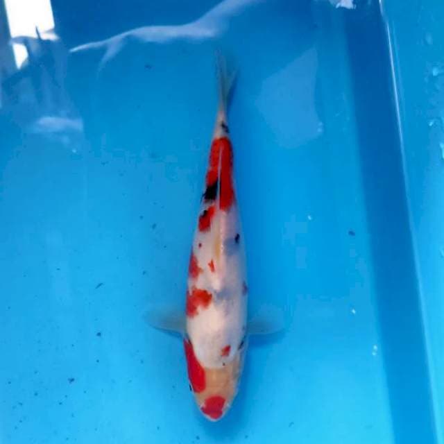 Sanke, 20cm