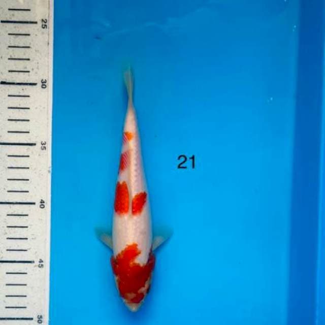 Kohaku, 21cm