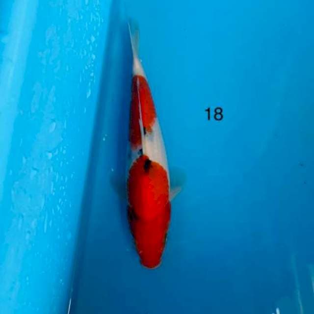 Sanke, 18cm