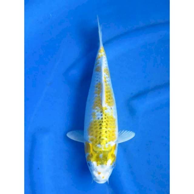 33cm - Kirin Kujaku