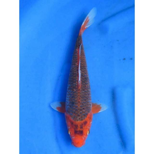 34cm - Jumbo Matsuba Antik